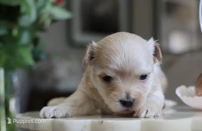 Biscotti “Scottie”