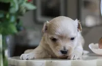 Biscotti “Scottie”, a male Morkie for sale in Tucson, AZ – Photo 1 of 3