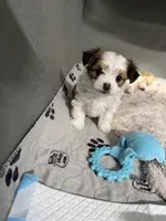 Chocolate Chip, a female Morkie for sale in Tucson, AZ – Photo 3 of 3