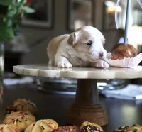Snickerdoodle, a female Morkie for sale in Tucson, AZ – Photo 2 of 4