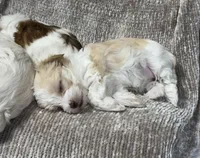 Snickerdoodle, a female Morkie for sale in Tucson, AZ – Photo 4 of 4