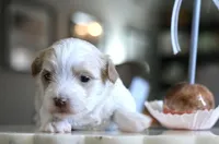 Snickerdoodle, a female Morkie for sale in Tucson, AZ – Photo 1 of 4