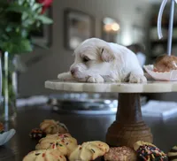 Snickerdoodle, a female Morkie for sale in Tucson, AZ – Photo 3 of 4