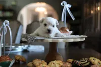 Sugar, a female Morkie for sale in Tucson, AZ – Photo 2 of 3