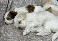 Sugar, a female Morkie for sale in Tucson, AZ – Photo 3 of 3