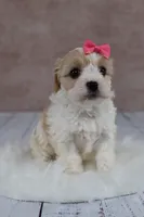 Goldie, a female Cavapoo for sale in West Salem, OH – 7 of 7