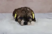 Candy, a female Cavapoo for sale in West Salem, OH – 4 of 8