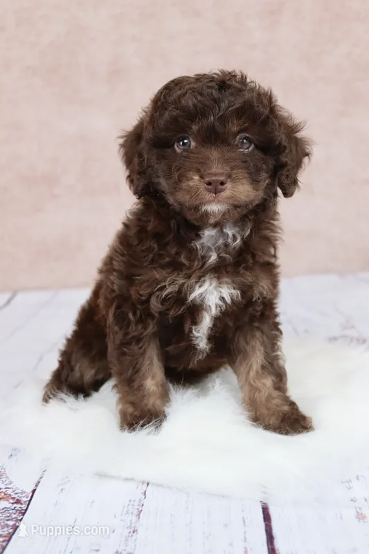Nutmeg – Cavapoo puppy for sale in West Salem, OH