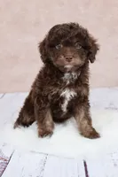 Nutmeg, a female Cavapoo for sale in West Salem, OH – 1 of 8
