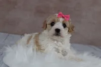 Goldie, a female Cavapoo for sale in West Salem, OH – 6 of 7