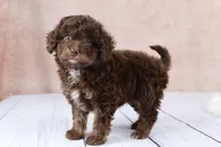 Nutmeg, a female Cavapoo for sale in West Salem, OH – 7 of 8