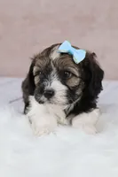 Hickory, a male Cavapoo for sale in West Salem, OH – 7 of 10