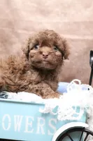 Cream Stick, a female Cavapoo for sale in West Salem, OH – Photo 1 of 5