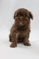 Cream Stick, a female Cavapoo for sale in West Salem, OH – Photo 2 of 5