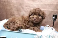 Cream Stick, a female Cavapoo for sale in West Salem, OH – Photo 3 of 5