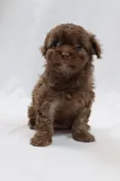 Cream Stick, a female Cavapoo for sale in West Salem, OH – Photo 4 of 5