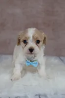Autumn, a female Cavapoo for sale in West Salem, OH – 3 of 6