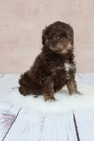 Coco, a female Cavapoo for sale in West Salem, OH – 3 of 7