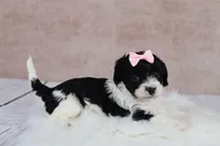 Ember, a female Cavapoo for sale in West Salem, OH – 4 of 7