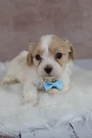 Autumn, a female Cavapoo for sale in West Salem, OH – 4 of 6