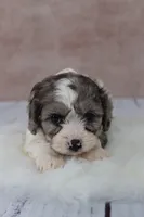 Clove, a female Cavapoo for sale in West Salem, OH – 5 of 7