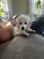 Biscuit (House trained), a male Poodle - Miniature  for sale in West Salem, OH – 2 of 3