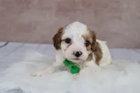 Woody, a male Cavapoo for sale in West Salem, OH – 5 of 8