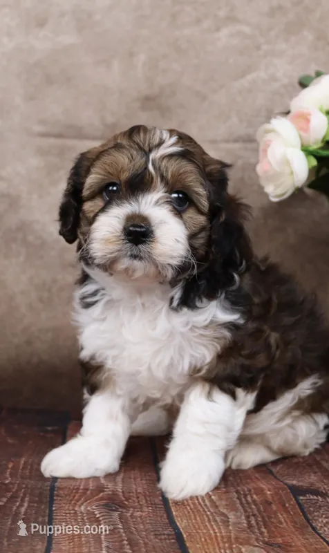 Grant – Cavapoo puppy for sale in West Salem, OH