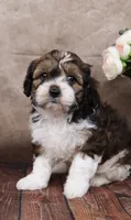 Grant, a male Cavapoo for sale in West Salem, OH – Photo 1 of 8