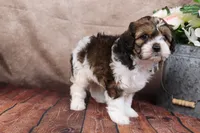 Grant, a male Cavapoo for sale in West Salem, OH – Photo 7 of 8