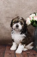 Grant, a male Cavapoo for sale in West Salem, OH – Photo 3 of 8