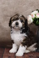 Grant, a male Cavapoo for sale in West Salem, OH – Photo 6 of 8