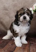 Grant, a male Cavapoo for sale in West Salem, OH – Photo 5 of 8