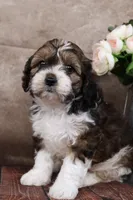 Grant, a male Cavapoo for sale in West Salem, OH – Photo 4 of 8