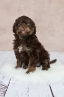 Coco, a female Cavapoo for sale in West Salem, OH – 6 of 7
