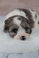 Clove, a female Cavapoo for sale in West Salem, OH – 6 of 7