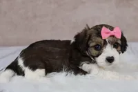 Maple, a female Cavapoo for sale in West Salem, OH – 3 of 9