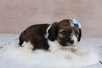 Hickory, a male Cavapoo for sale in West Salem, OH – 4 of 10