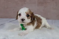 Woody, a male Cavapoo for sale in West Salem, OH – 4 of 8
