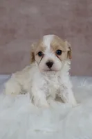 Autumn, a female Cavapoo for sale in West Salem, OH – 2 of 6
