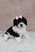 Ember, a female Cavapoo for sale in West Salem, OH – 5 of 7