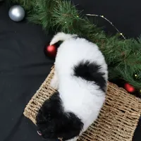 Jingle, a female Cavapoo for sale in West Salem, OH – Photo 3 of 7