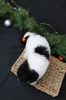 Jingle, a female Cavapoo for sale in West Salem, OH – Photo 3 of 7