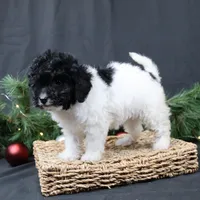 Jingle, a female Cavapoo for sale in West Salem, OH – Photo 6 of 7