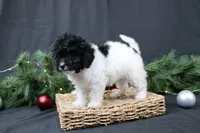Jingle, a female Cavapoo for sale in West Salem, OH – Photo 6 of 7