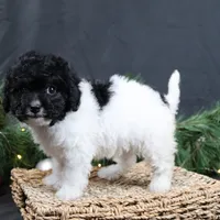 Jingle, a female Cavapoo for sale in West Salem, OH – Photo 1 of 7