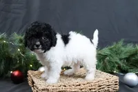 Jingle, a female Cavapoo for sale in West Salem, OH – Photo 1 of 7