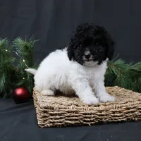 Jingle, a female Cavapoo for sale in West Salem, OH – Photo 7 of 7