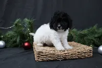 Jingle, a female Cavapoo for sale in West Salem, OH – Photo 7 of 7