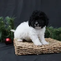 Jingle, a female Cavapoo for sale in West Salem, OH – Photo 4 of 7